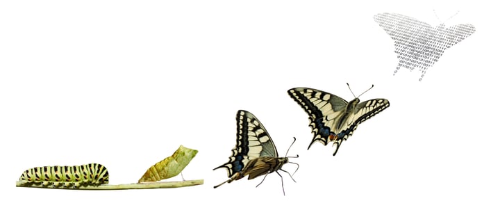 Digital Transformation is like Metamorphosis